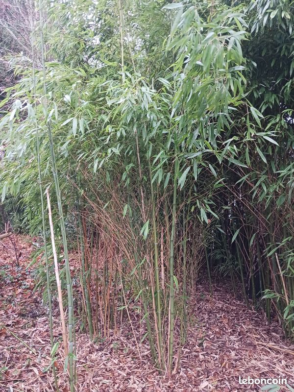 Bambou (image 1)