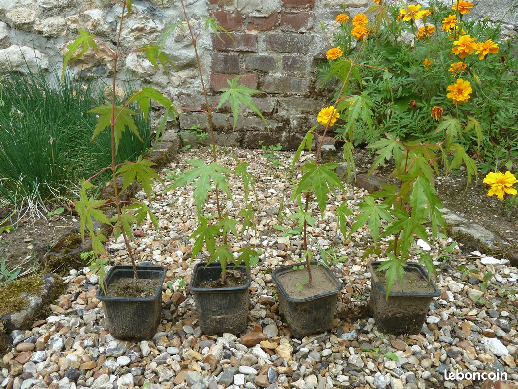 Plant d'érable du Japon / 35-40 cm / 10 euros l'unité (image 2)