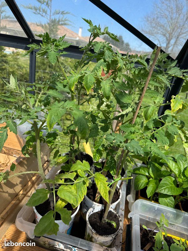 Plants de légumes bio (image 4)