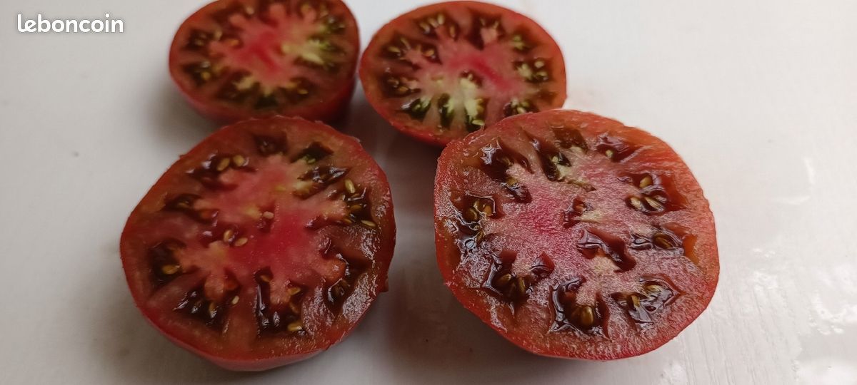Graines de T🍅 MATES anciennes (image 2)