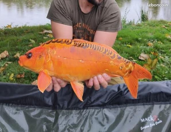 Etang de pêche (image 3)