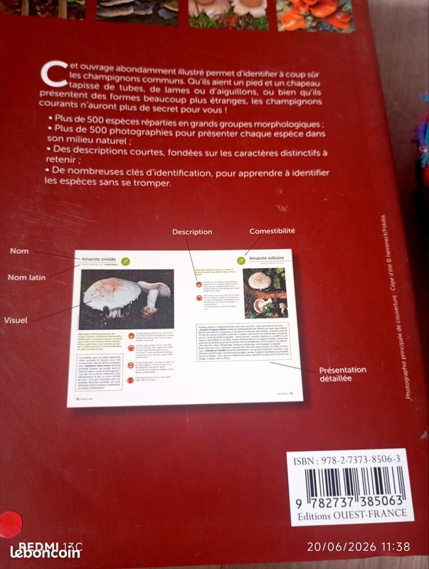 Livre illustré champignons (image 7)