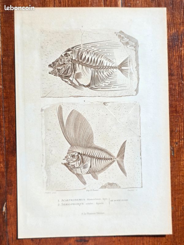 Curieuse gravure ancienne (+150 ans) Squelettes de poissons fossiles (image 1)