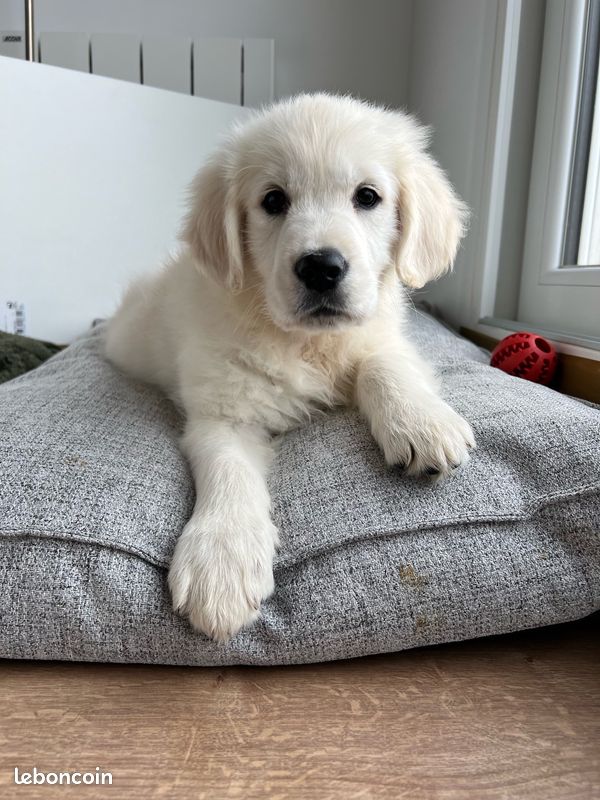 Chiots golden retriever male ce week end a NANCY (image 4)
