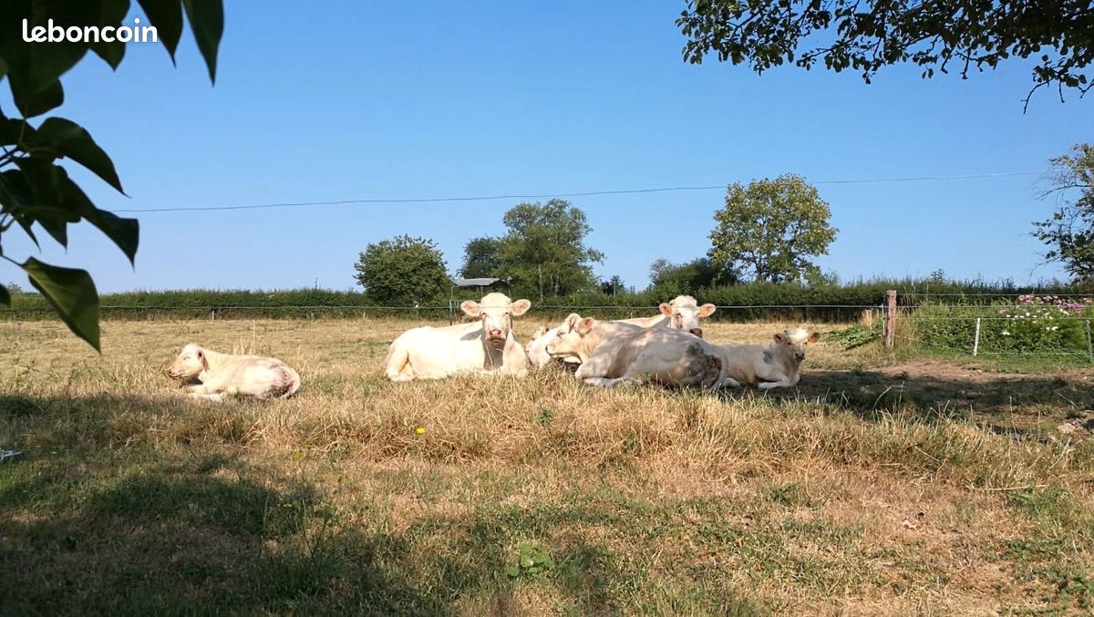 Jolies chambres d'hôtes à Luzy au sud du Morvan (image 2)