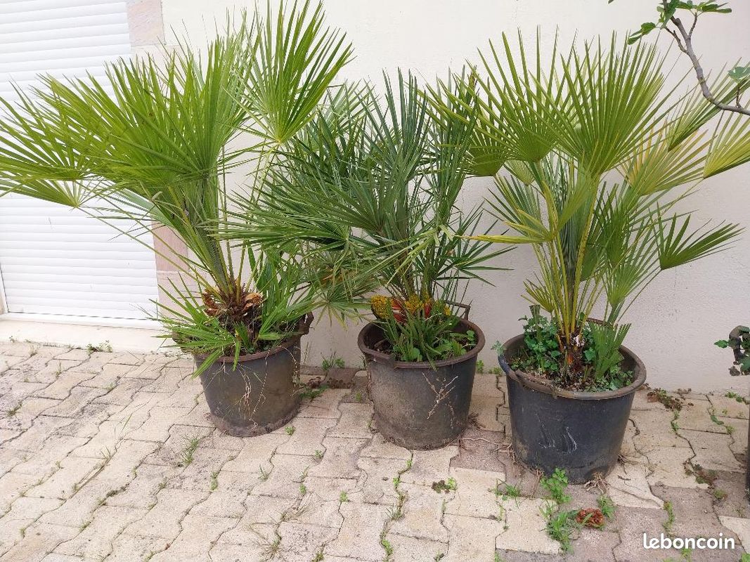 Palmier Chamaerops humilis rusticité -13°C (image 2)
