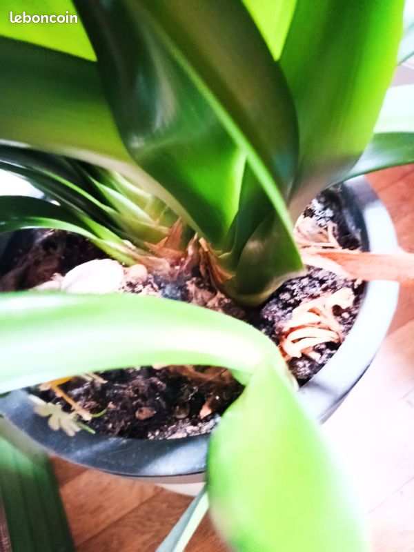 Magnifique clivia double (image 3)