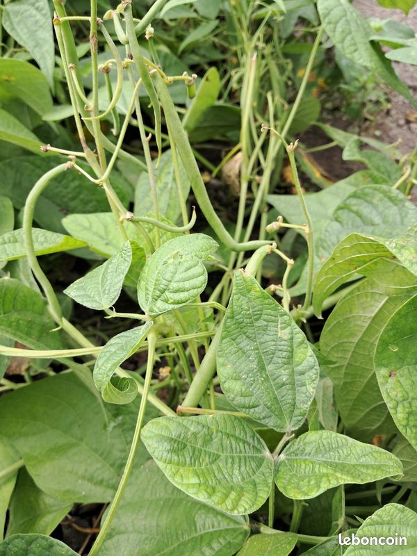 Haricots verts (image 2)