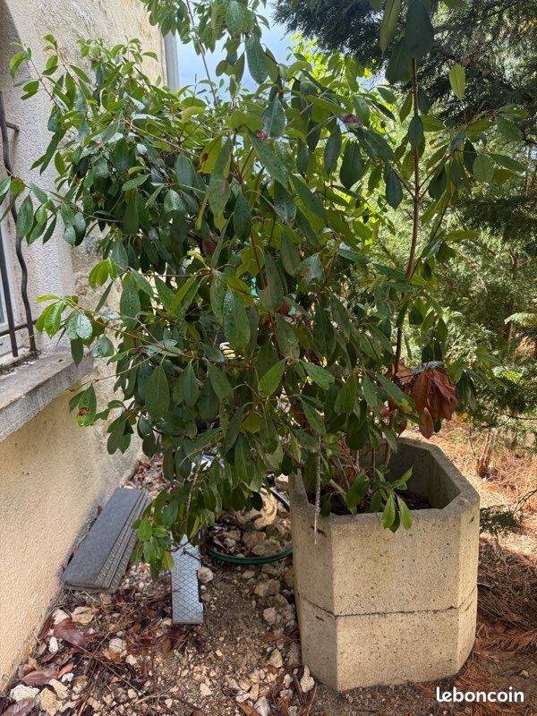 Arbre (image 3)