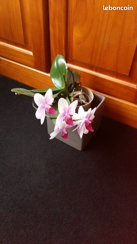Orchidée Fleurs violés (image 1)