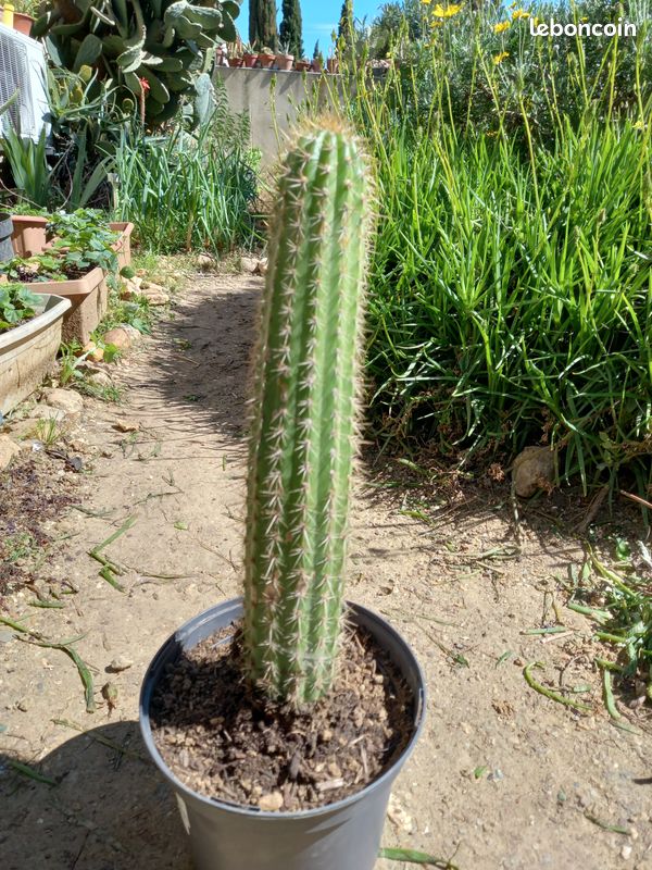 Cactus cierge (echinopsis spachiana) - Jardin & Plantes