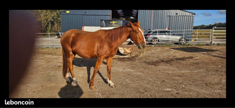 Cheval à vendre (image 2)