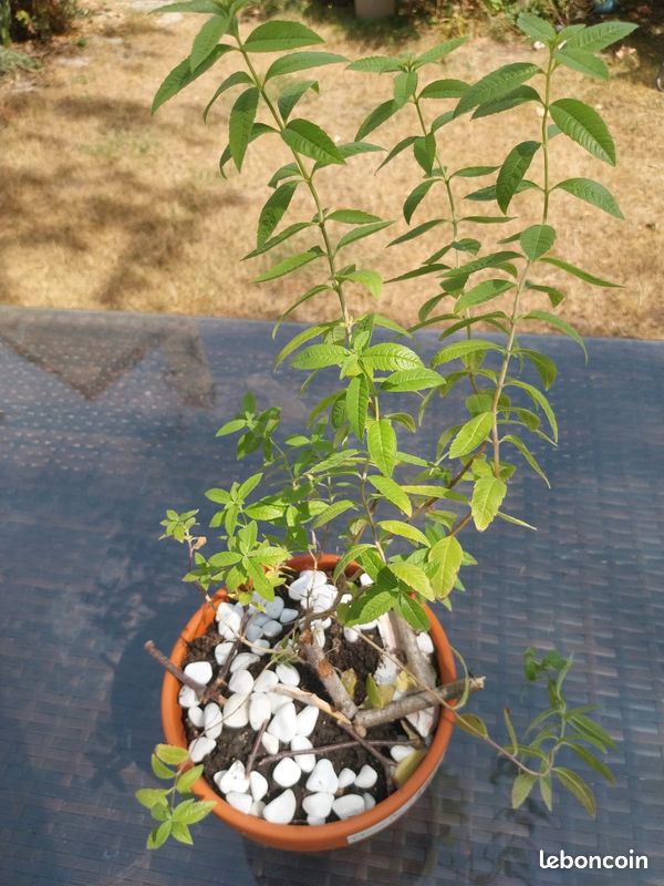 Verveine citronnelle (image 7)