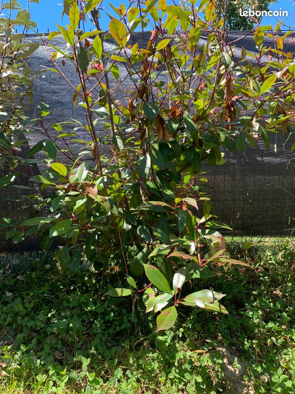 rcuprer sur place  Muret - 6 Arbustes Photinia Japonais Red Robin  Hauteur 2m20  1m30 / Largeur 1m10 - Jardin & Plantes