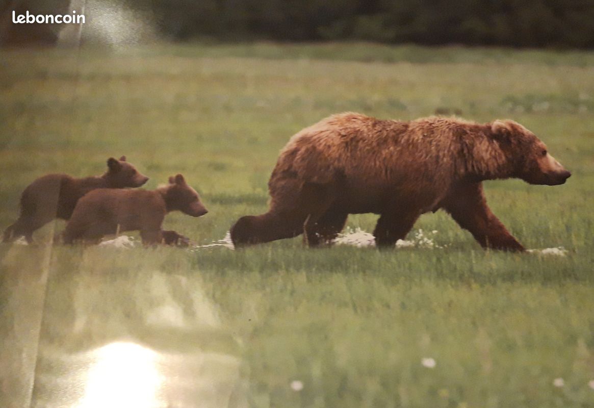 Tapis de bureau - Motif Ours (image 2)
