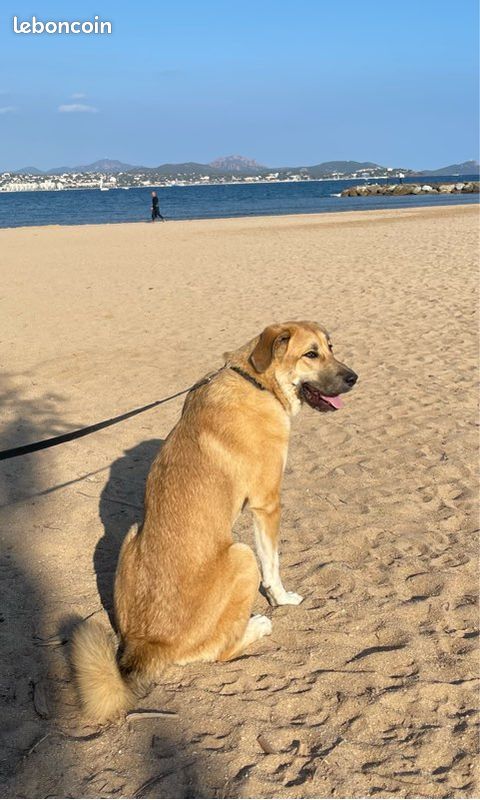 Garde animaux (image 1)