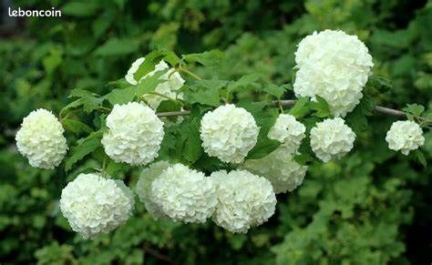 Arbuste "boule de neige" (viorne obier) (image 1)
