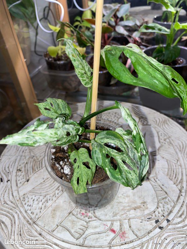 philodendron red queen Philodendron Erubescens - Autumn Queen | Uprooted