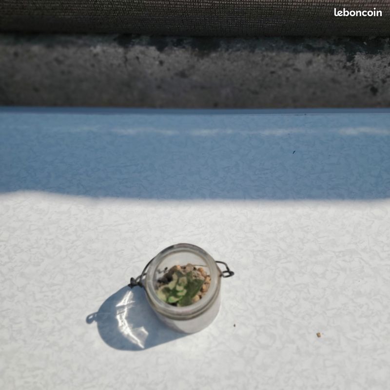 Pots de petites plantes miniatures en plastique (image 4)