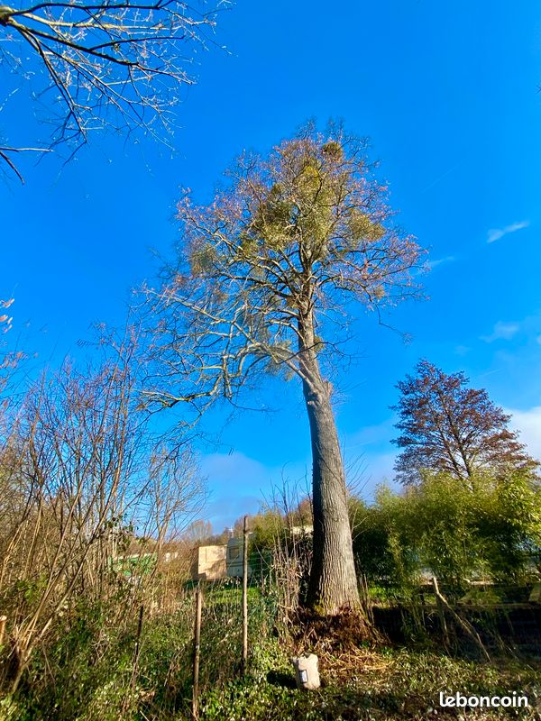 Élagage • Abattage • Taille de haies • Débroussaillage • Entretien jardin• crédit d’impôt • Cesu (image 10)