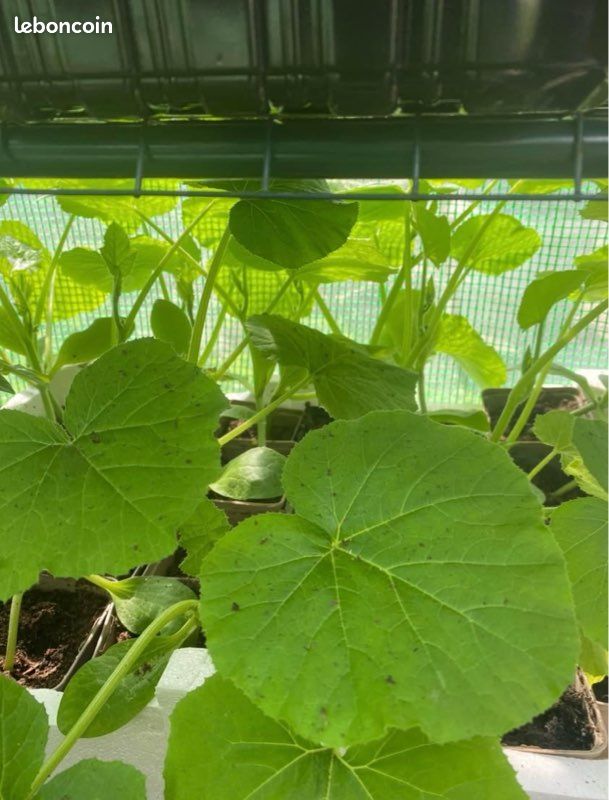 Plants de légumes et fruits variétés (image 5)