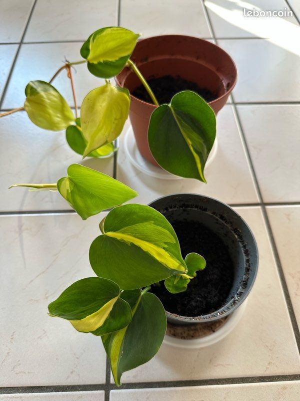 Bouture philodendron scandens - Jardin & Plantes