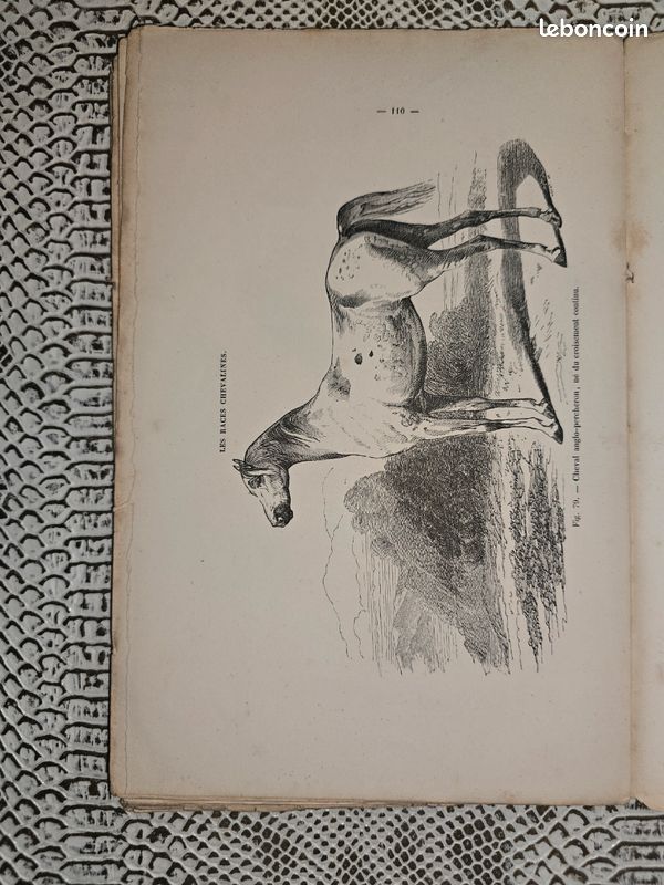 Planches anciennes illustrées – Les races chevalines (lot illustré XIXe siècle) (image 6)