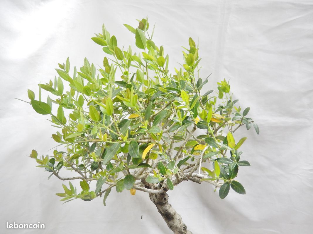 Annonces similaires SUPERBE BONSAÏ de 23 ans (image 4)