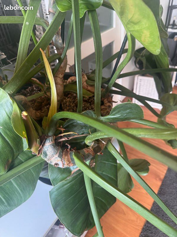 pothos hanger Trailing Pothos w/ Yellow Macrame Hanger @ Staycation main image 0