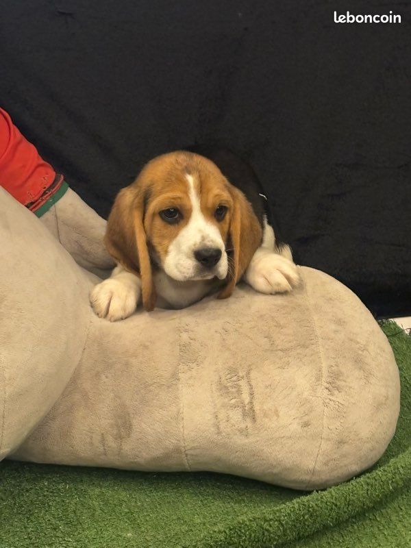 Chiots Beagle NON LOF (image 3)