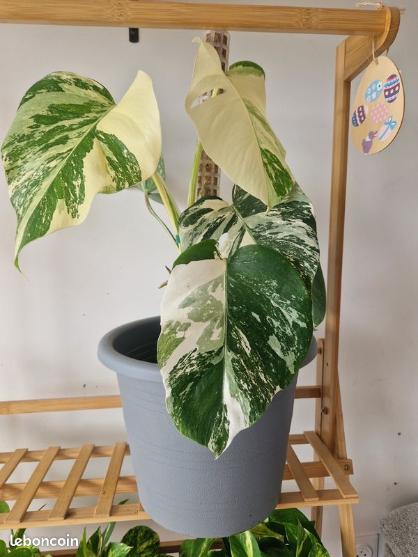 Plante monstera variegata (image 4)