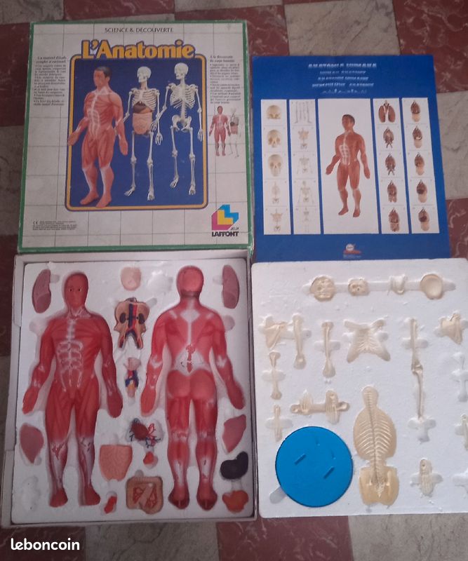 Jeux l'anatomie à la découverte du corps humain -jeux Laffont- (image 2)