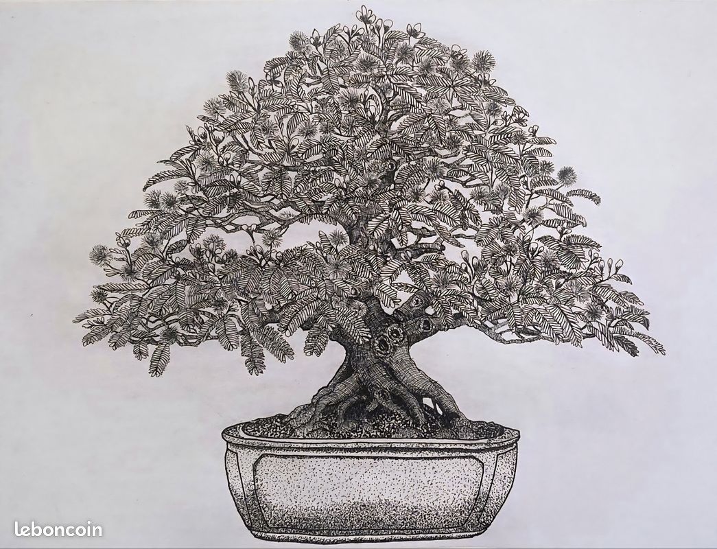 Bonsai mimosa pudica - Jardin & Plantes