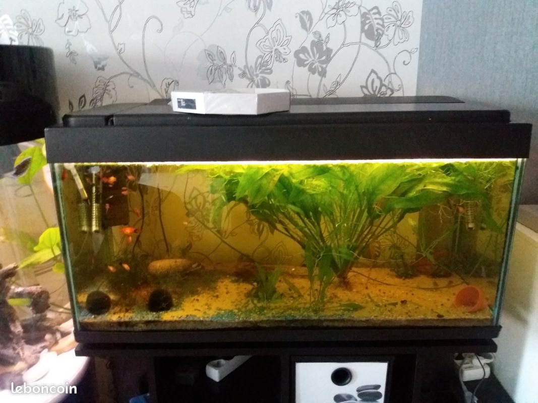 Recherche tout types de poissons a donner (image 3)