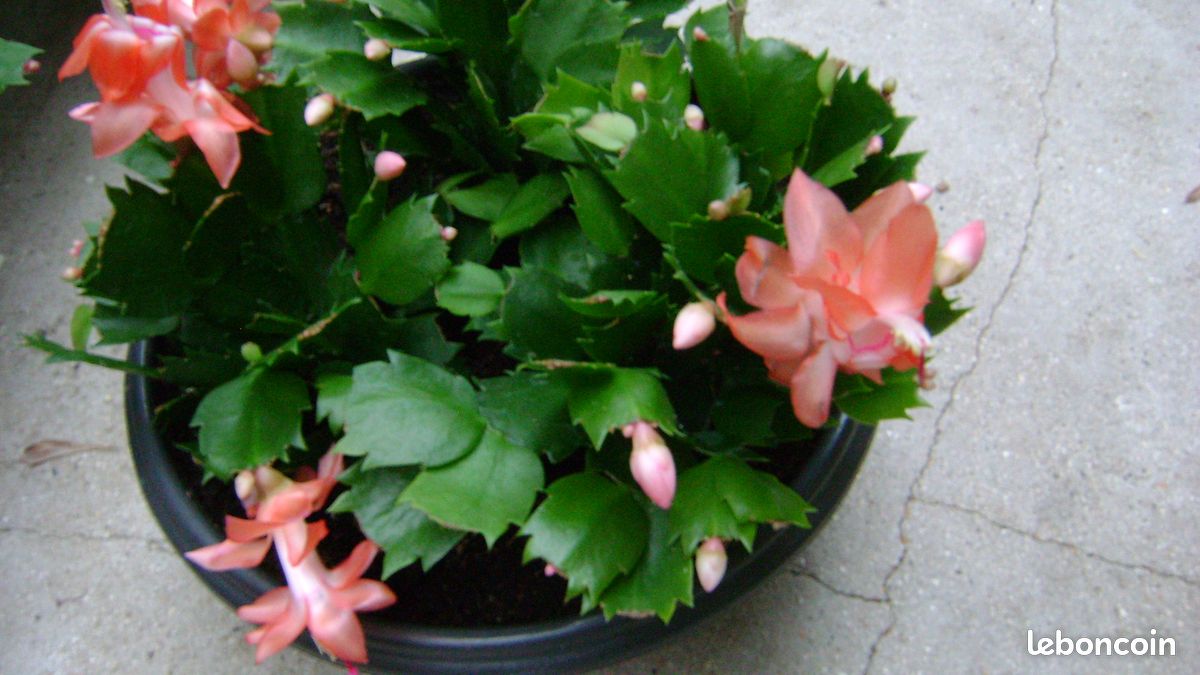 Bouture cactus de Noel a fleur saumon - Jardin & Plantes