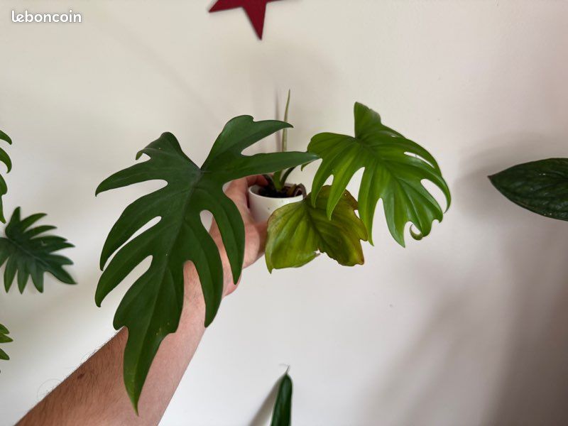 Bouture Philodendron mayoi - Jardin & Plantes