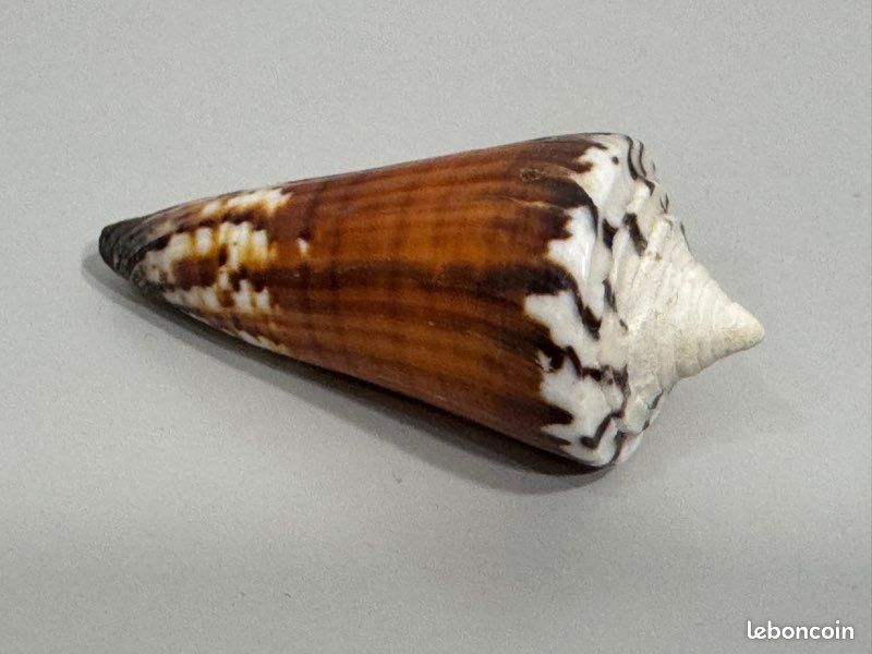 Coquillage de collection Strategoconus generalis ? 6,4 cm , vintage années 70 , excellent état (image 1)