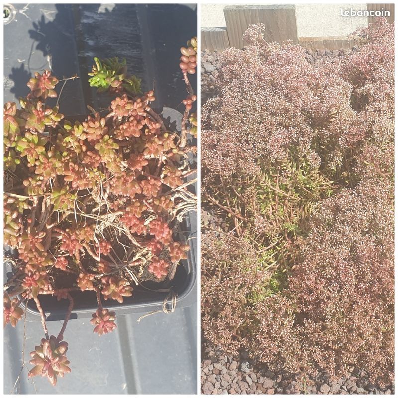 Plantes grasses Succulentes (image 1)