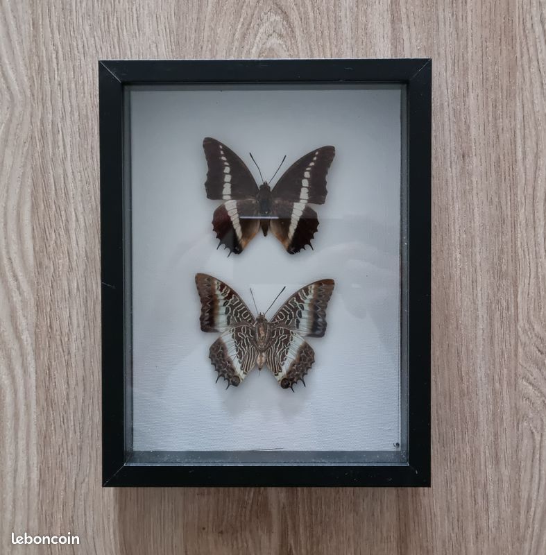Lot De 2 Petits Cadres Anciens – Tableaux Vintage, 25x25x19 Cm, Générique