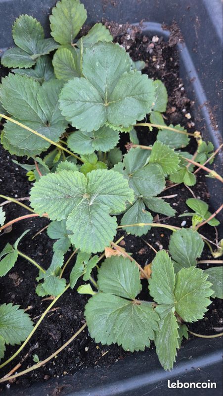 Plants de fraises remontantes (image 2)