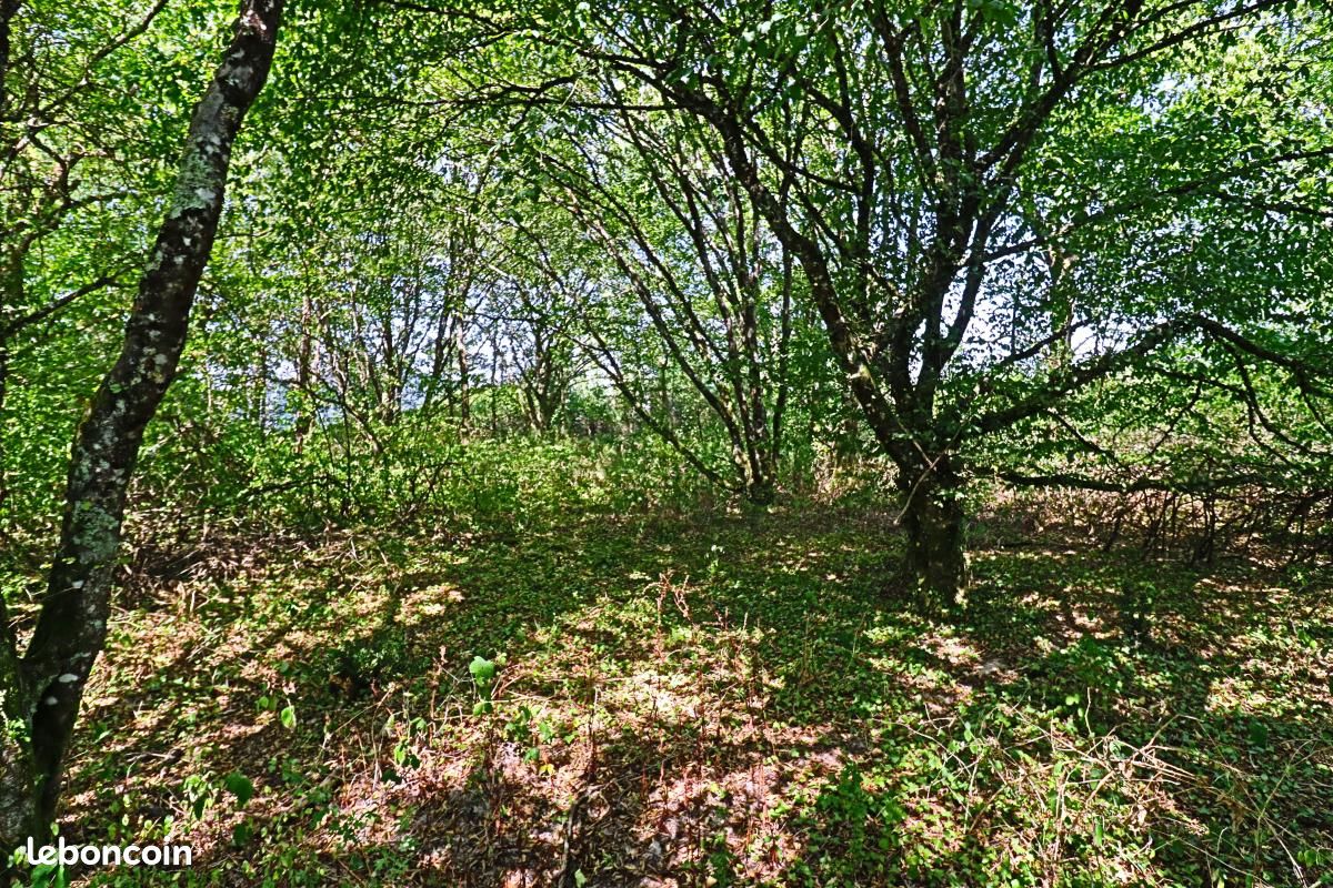 Terrain 1 500 m² Tracy Sur Loire (image 6)
