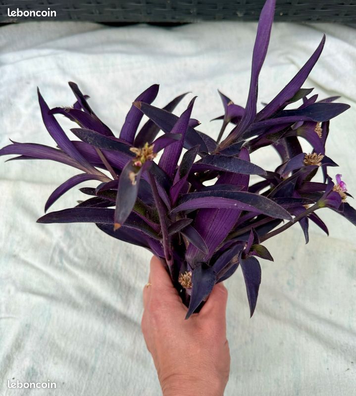 Boutures tradescantias pourpre / Pallida (sofi) (image 1)