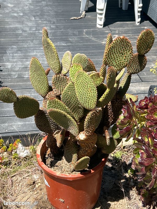 Cactus, plante grasse Opuntia microdasys rubra à raquettes OU cactus oreilles de lapin (image 3)