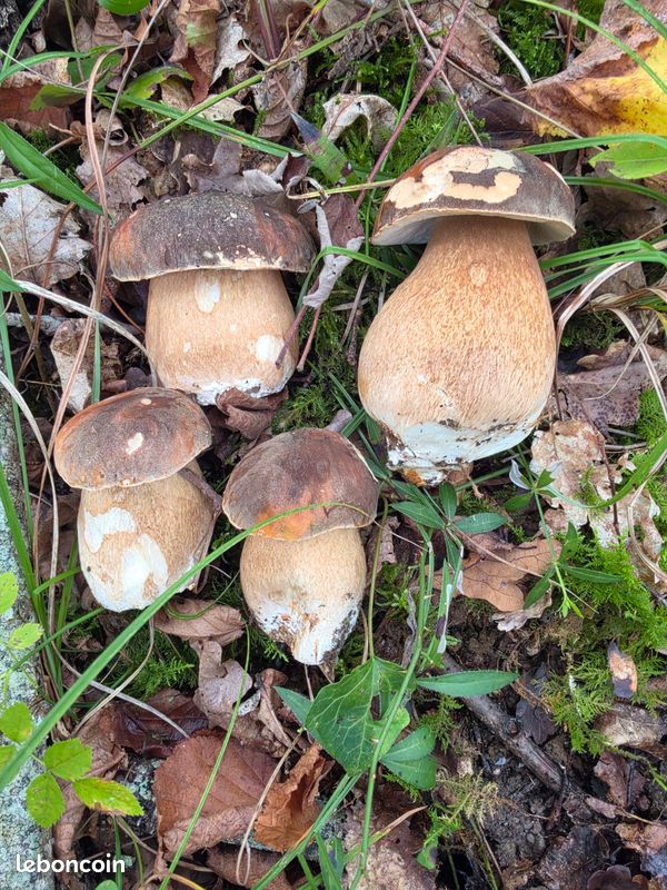 Magnifique cèpes ultra frais cueillis ce matin (image 3)