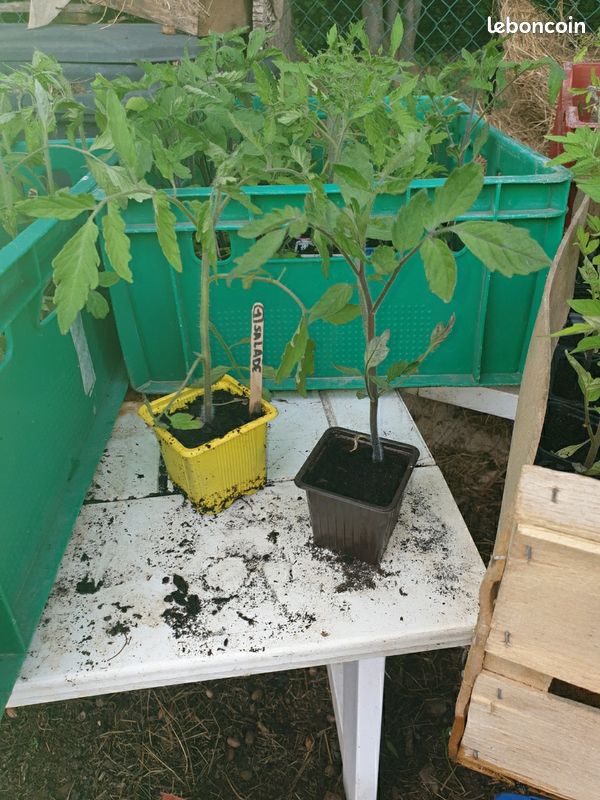 Plants de tomates (image 2)