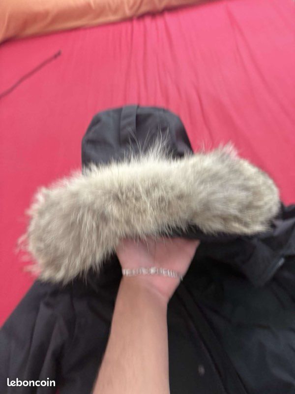 Canada Goose (image 3)