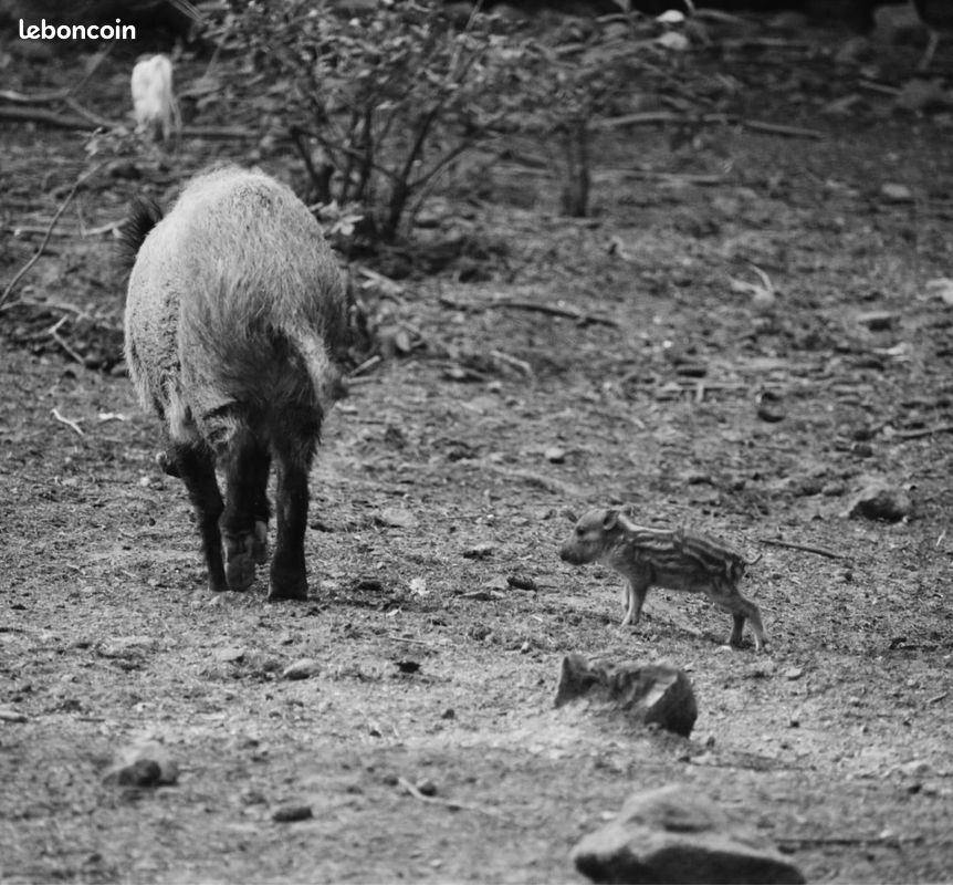 Parcs animaliers en Aveyron 