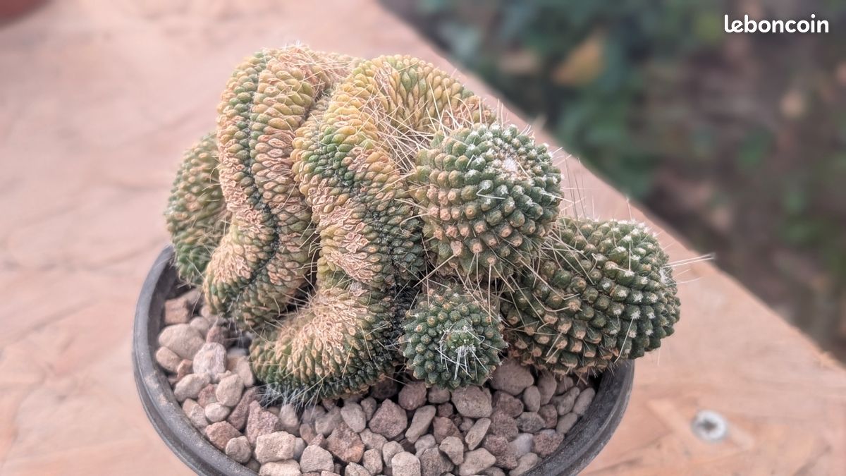 Cactus - Mammillaria spinosissima Un Pico cristata - Jardin & Plantes