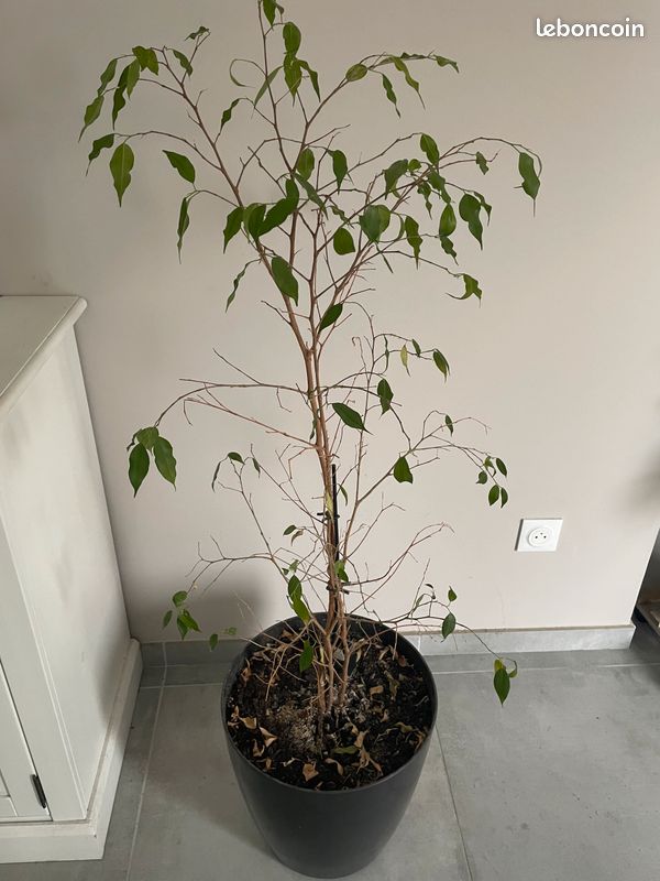 Plante verte (image 1)