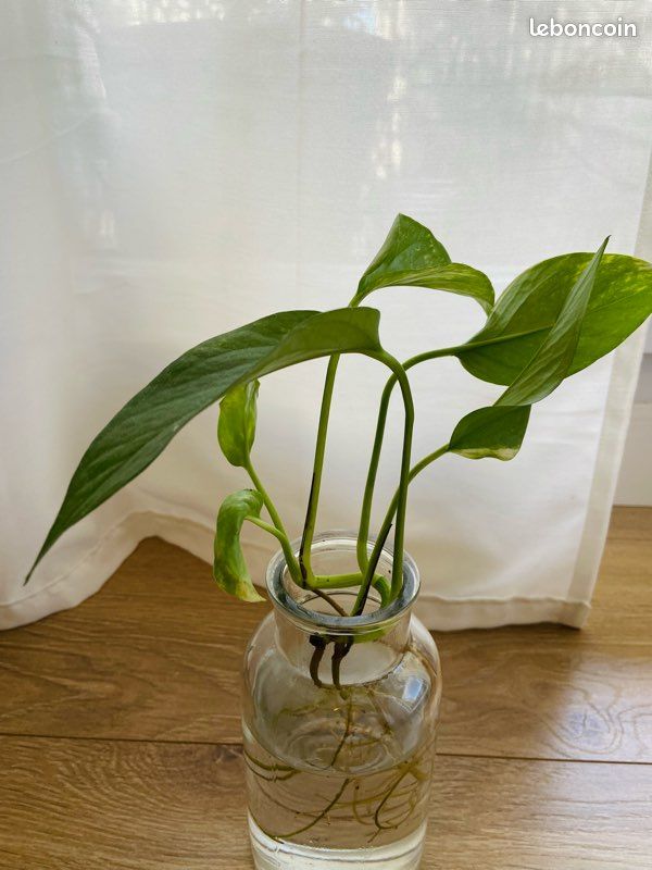 Bouture Pothos (image 2)